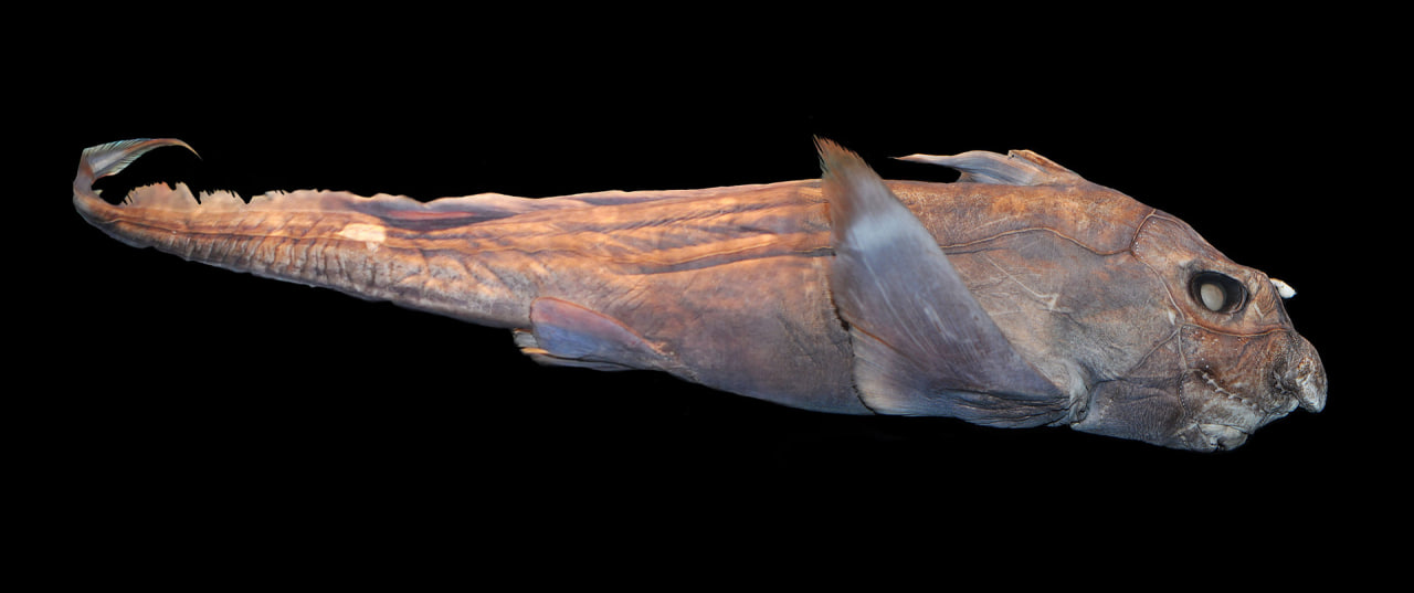 424eee8088c7d2e67535eb31e291a43e.png